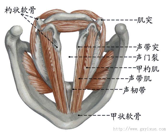 解剖生理学网络课程