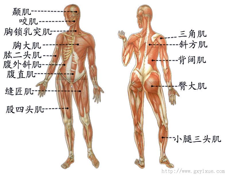 肌根据构造不同可分为平滑肌,心肌和骨骼肌心肌和平滑肌属于不随意肌