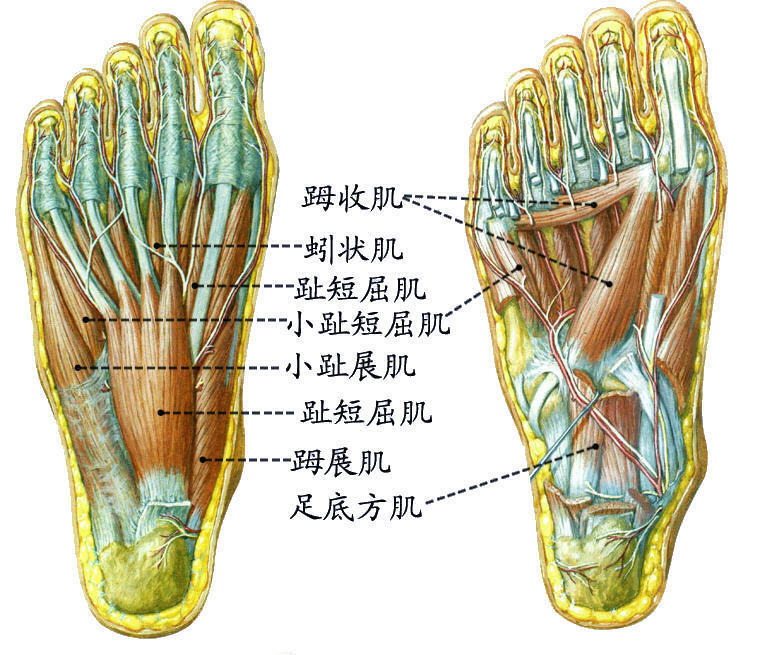 足骨间肌图片