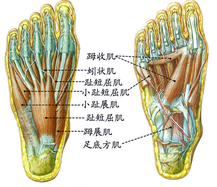 足底肌腱解剖图图片