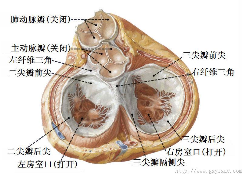 解剖生理学网络课程
