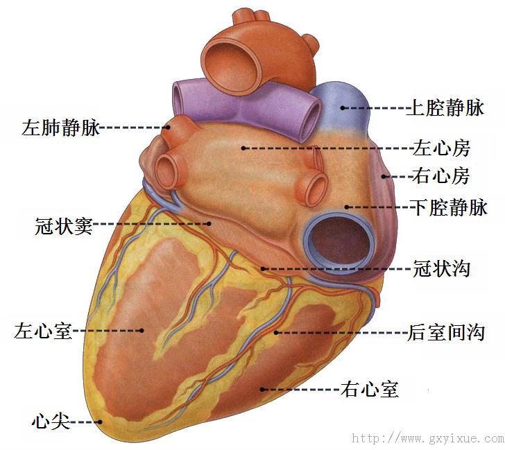 心脏表面的四条沟图片图片