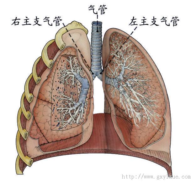 气管与支气管 解剖生理学网络多媒体课程