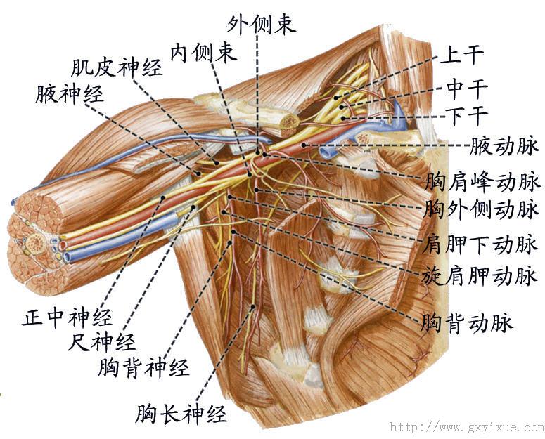 肌间沟臂丛神经解剖图图片