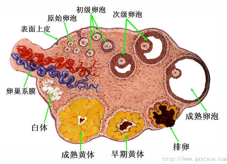 卵巢组织结构模式图图片