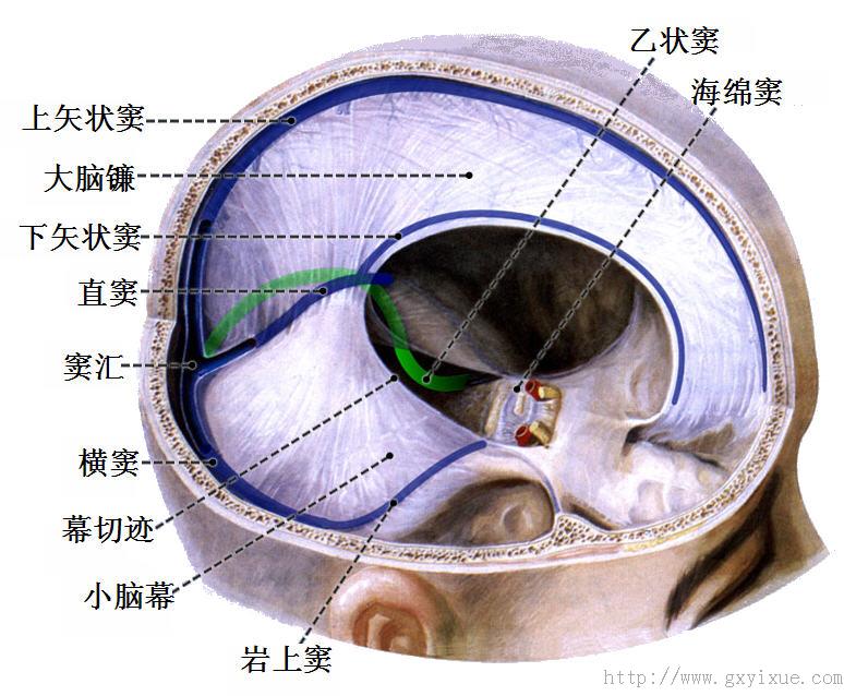 脉络膜裂脑部位置图图片