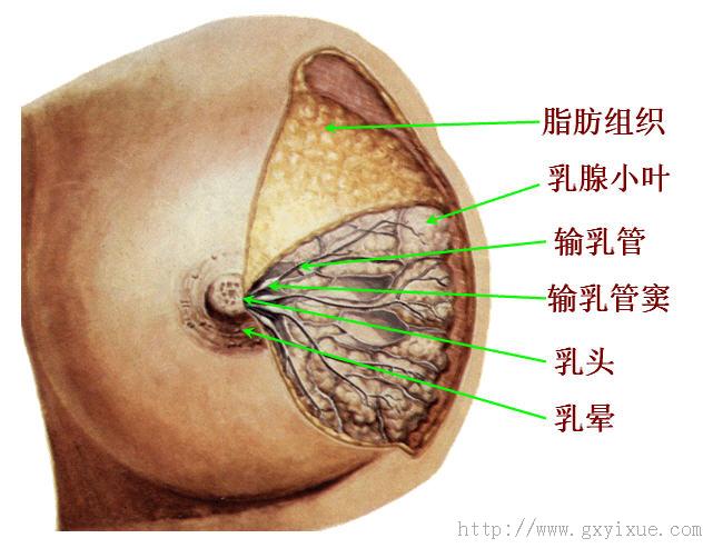 乳房结构正面图片