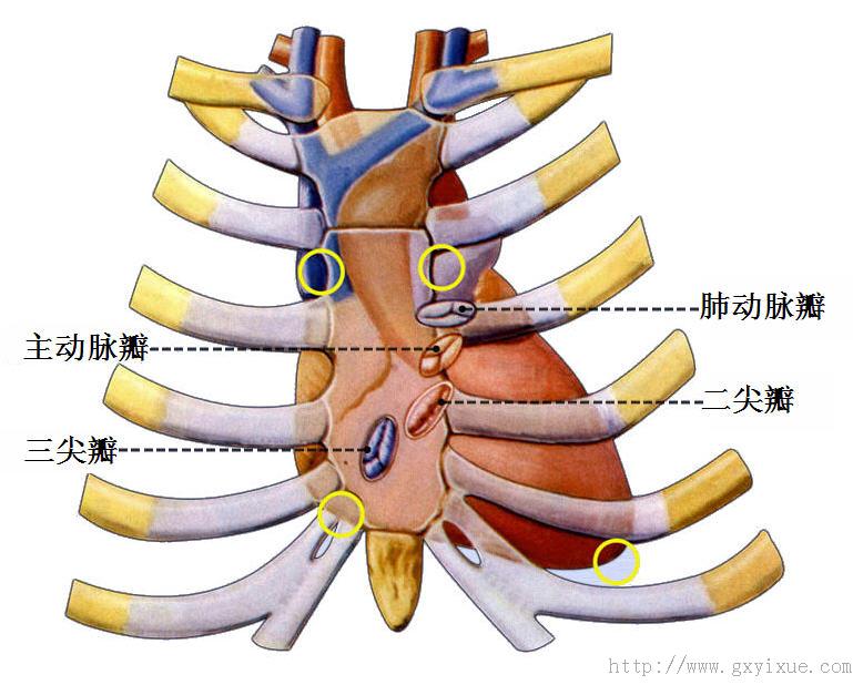 心脏的体表投影位置图片
