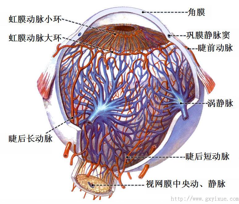 涡静脉图片