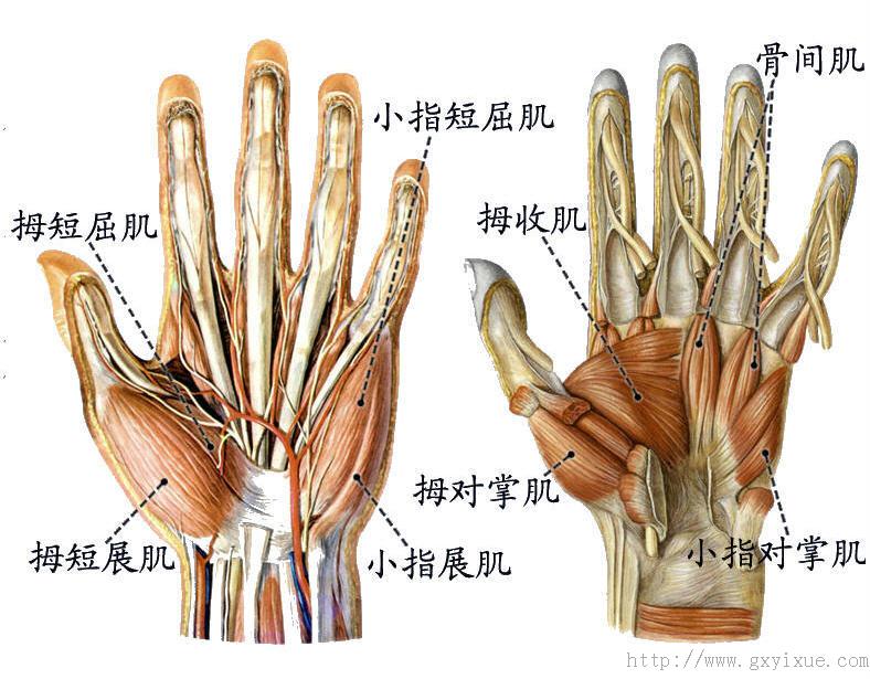 手背肌腱解剖图图片