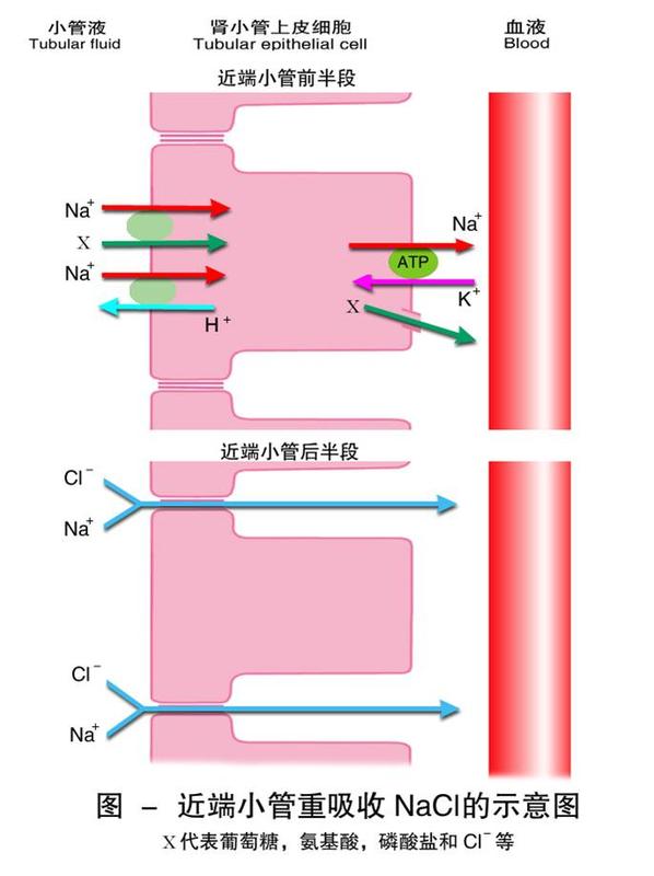 近端小官重吸收钠示意图.jpg