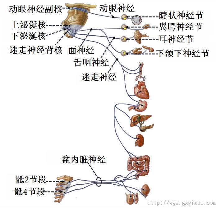 副交感神經總.jpg