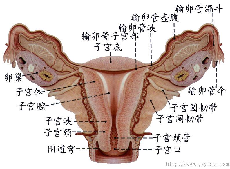 子宫的解剖位置示意图图片