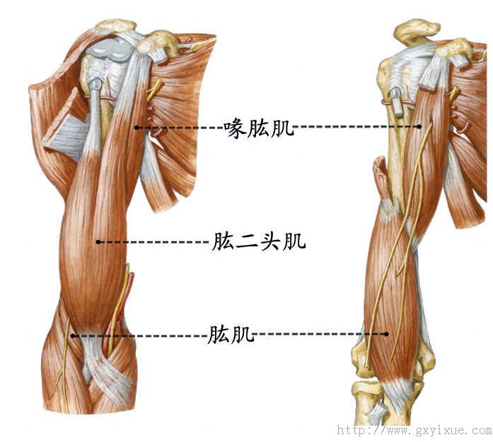 可屈肘关节及前臂旋后(1)前群:主要有肱二头肌,喙肱肌,肱肌等