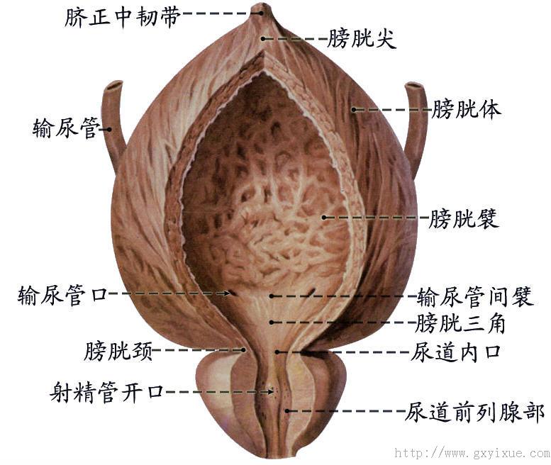 膀胱形态分部和构造