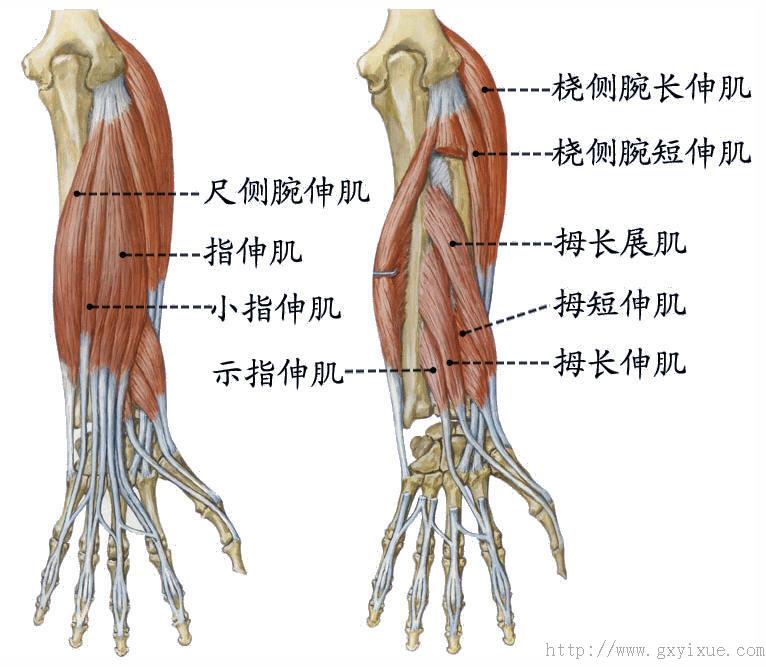 前臂解剖图解图片