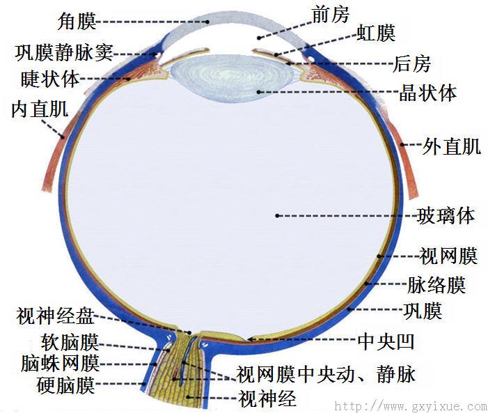 二,构成:眼球壁 内容物一,外形:前极,后极,赤道,眼轴,视轴构成:眼球