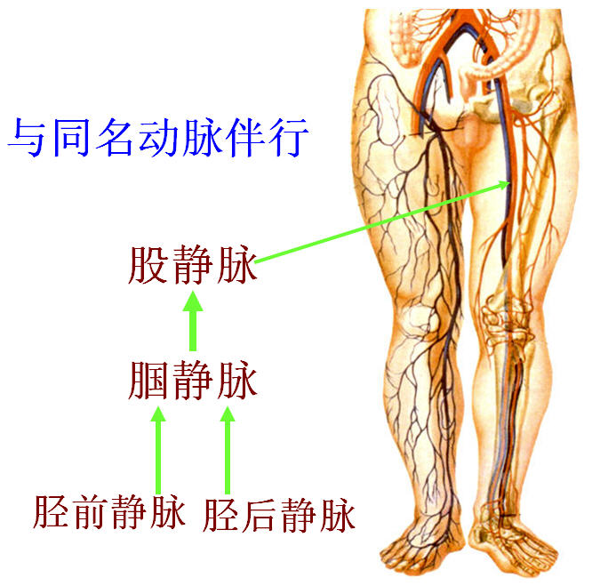 股静脉解剖位置示意图图片