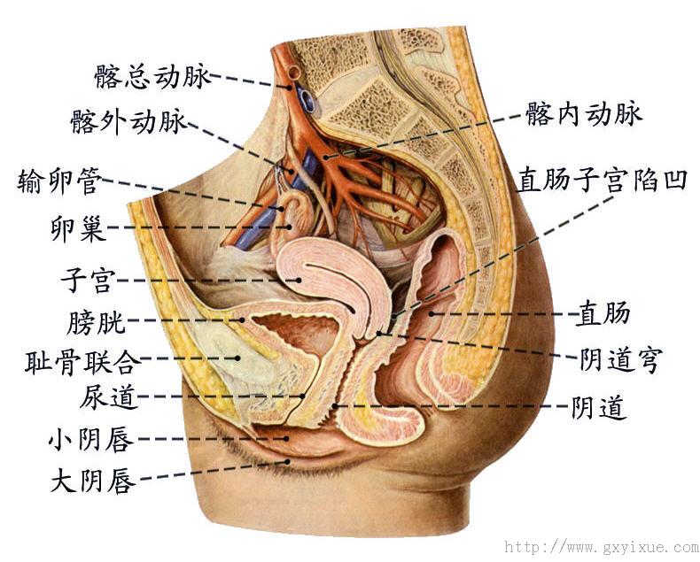 尿道 解剖生理学网络课程