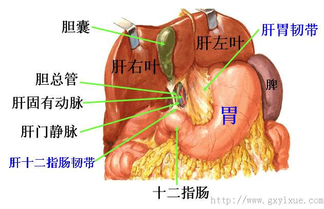 腹膜形成的结构 