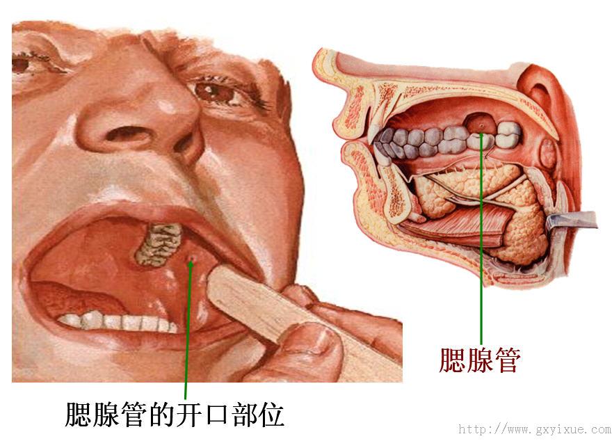 腮腺的解剖位置示意图图片