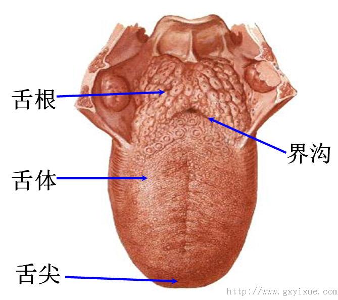 扁桃体结节状图片