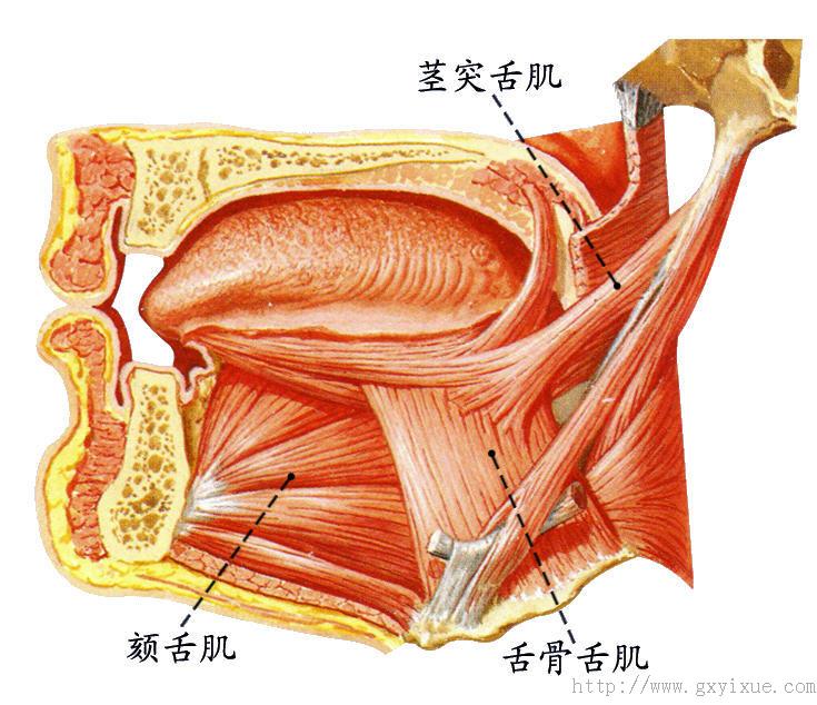 腮腺形态:不规则三角形,分浅,深两部位置:耳廓前下方,咬肌后缘,下颌后