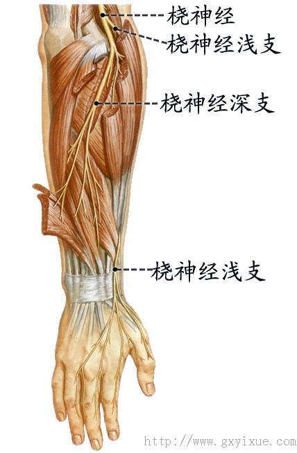 上肢神经分布图 解剖图片
