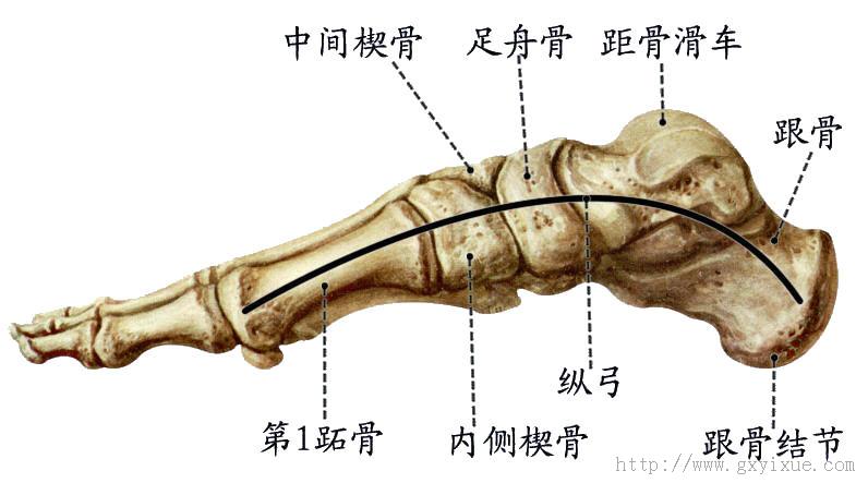 除上述关节外还有跗骨间关节,跗跖关节,跖趾关节和趾骨间关节.
