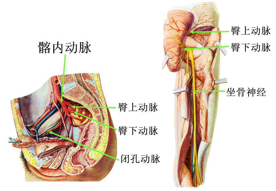 髂内动脉.jpg