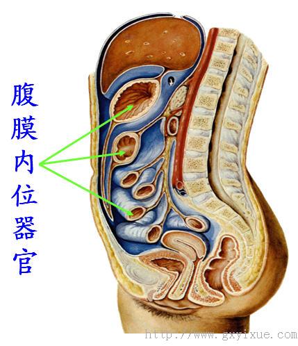 腹膜位置图解图片