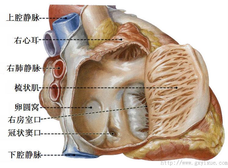 右心房解剖图图片