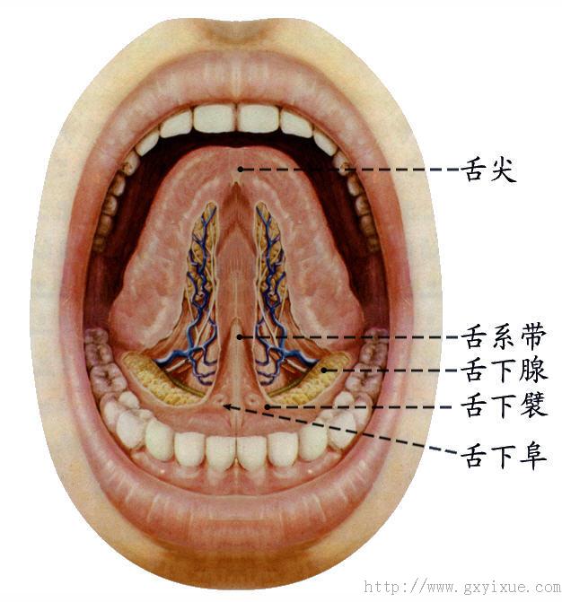 舌下襞舌下阜图片