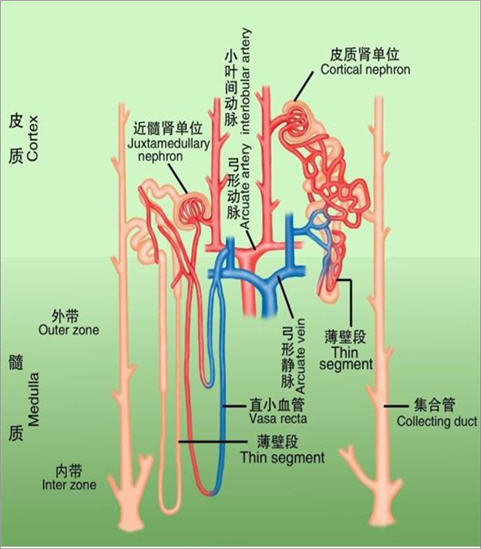 皮质肾单位和髓质肾单位jpg