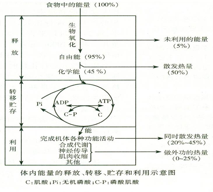 能量去路.jpg