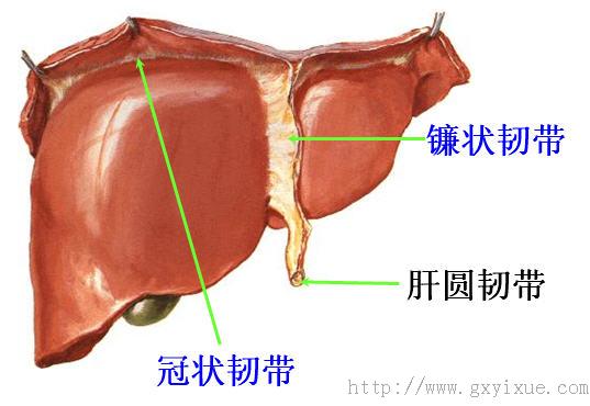 肝脏解剖韧带图片