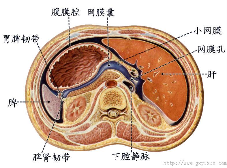 腹膜外筋膜图片