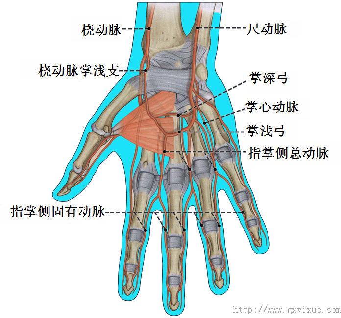 掌浅弓掌深弓.jpg