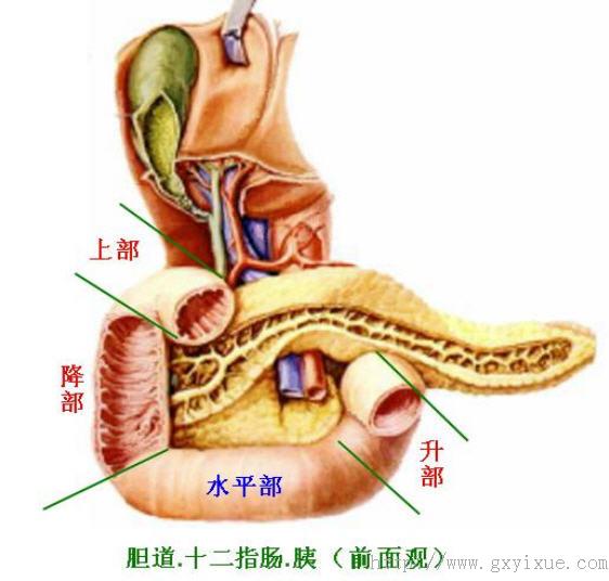 小肠分段解剖图图片