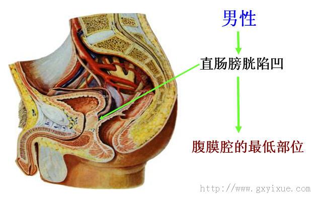 膀胱前后壁具体位置图片