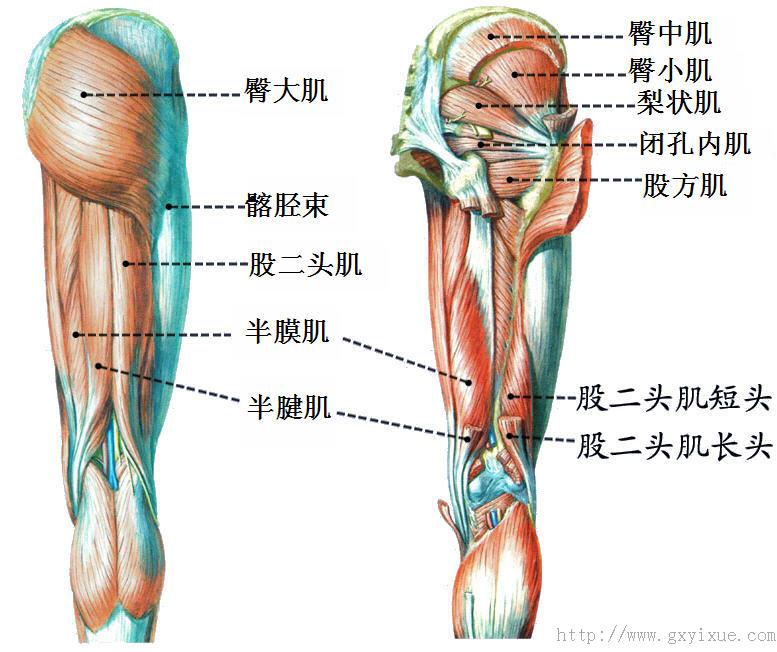 大腿前肌群图片