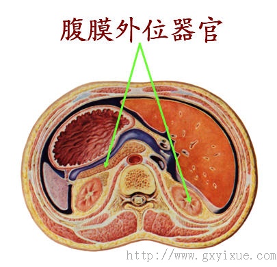 腹膜内位器官:是指全部突向腹膜腔,各面均被腹膜所覆盖的器官,如胃