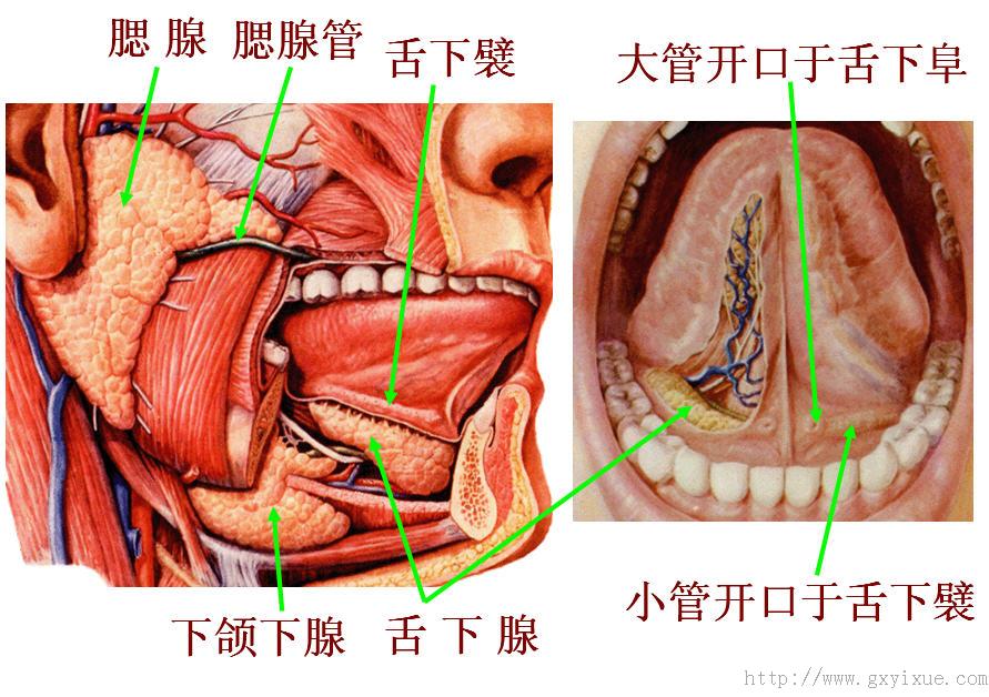 唾液腺开口处示意图图片