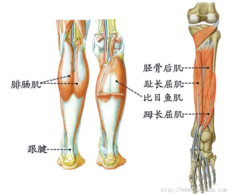 人体下肢肌肉结构图图片