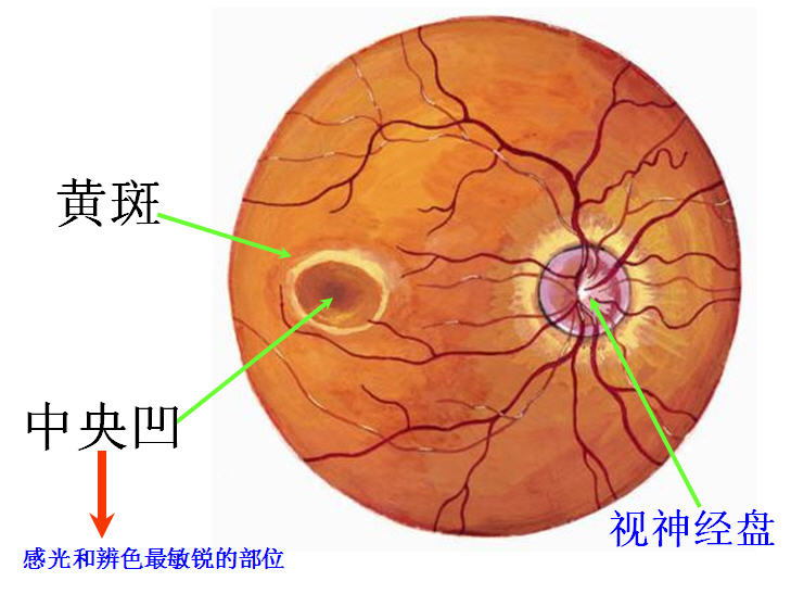 眼的血管和神经 解剖生理学网络课程