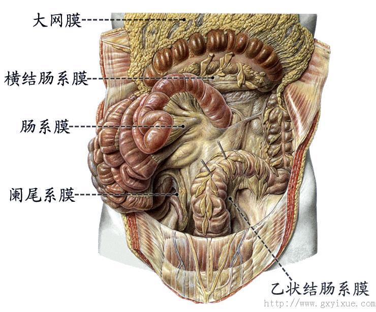 横结肠系膜根部图片
