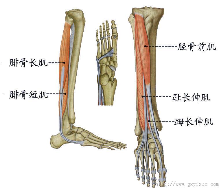 左小腿解剖图图片