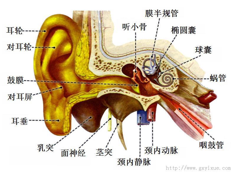 前庭蝸器.jpg