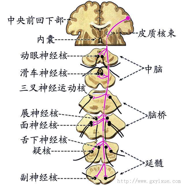 脑干网状结构解剖图图片