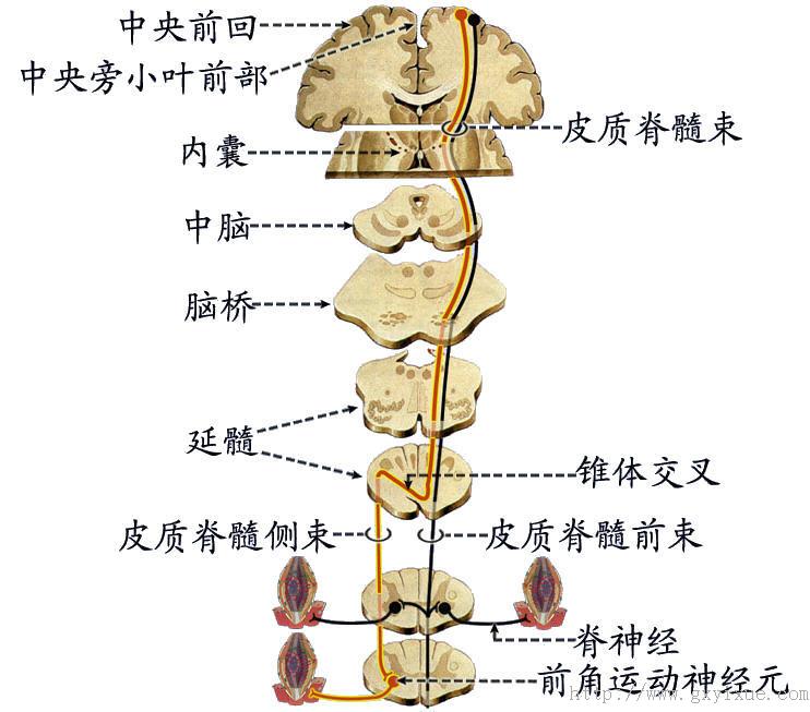 三,脑干网状结构1位置: 位于脑干内神经核与上,下行纤维束之间2